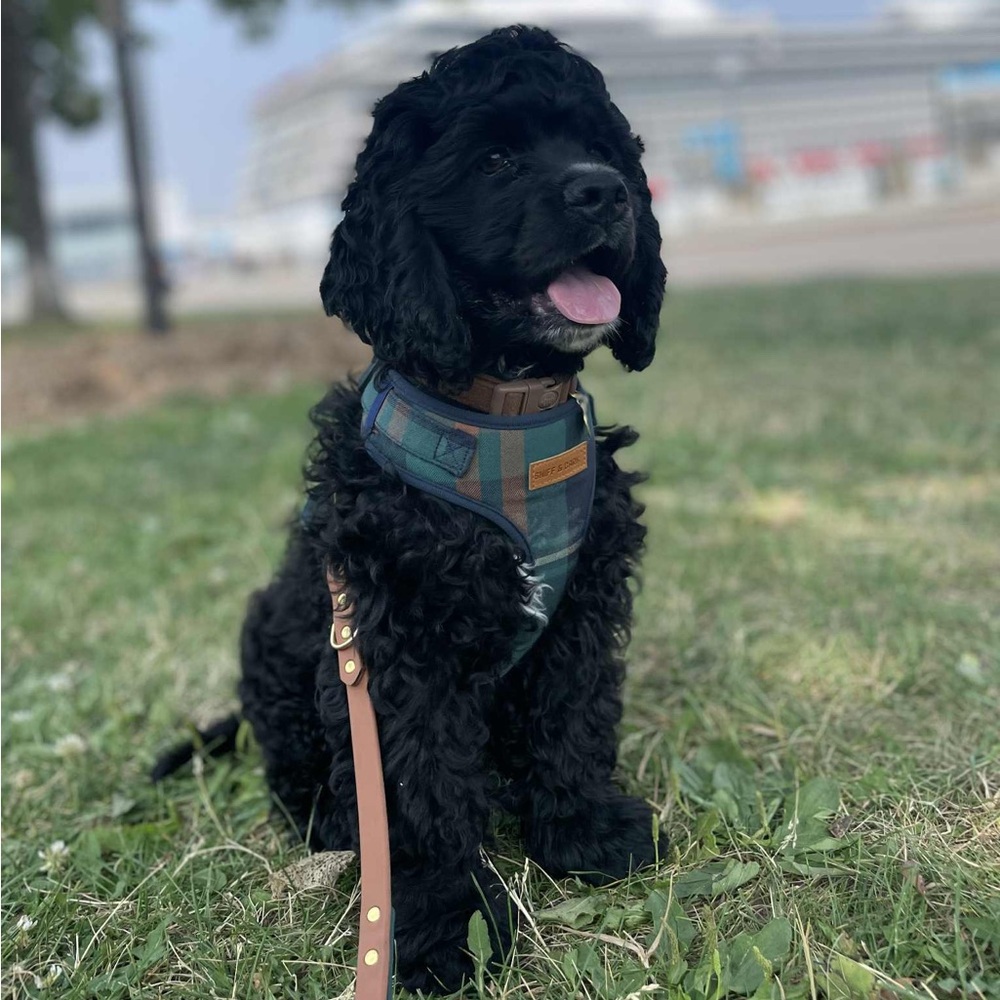 Sniff & Bark Gentleman AllSet™ Harness – Adjustable Bliss